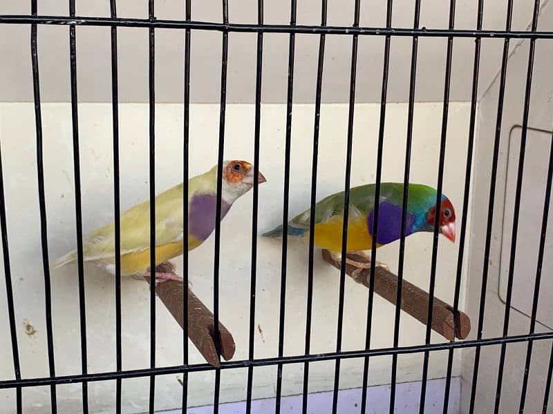 Gouldian Finch 2