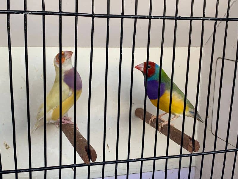 Gouldian Finch 3