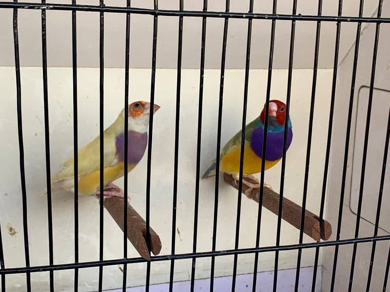 Gouldian Finch 4