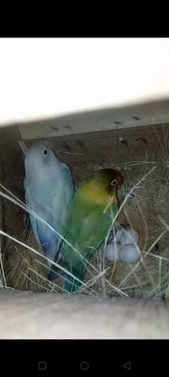 love bird 100% breeder pair