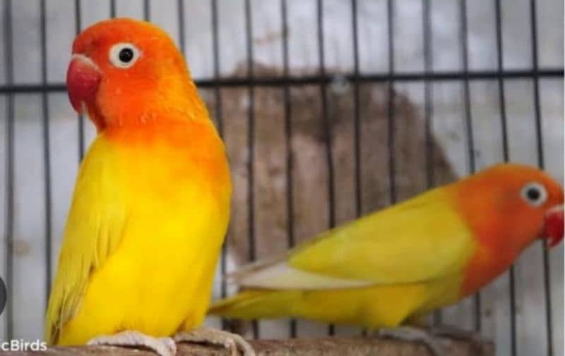 LOVE BIRD BREEDERS PAIR AND PATHAY FOR SALE 8