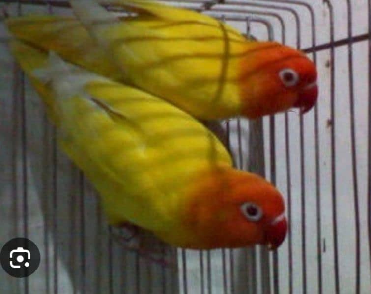 LOVE BIRD BREEDERS PAIR AND PATHAY FOR SALE 9