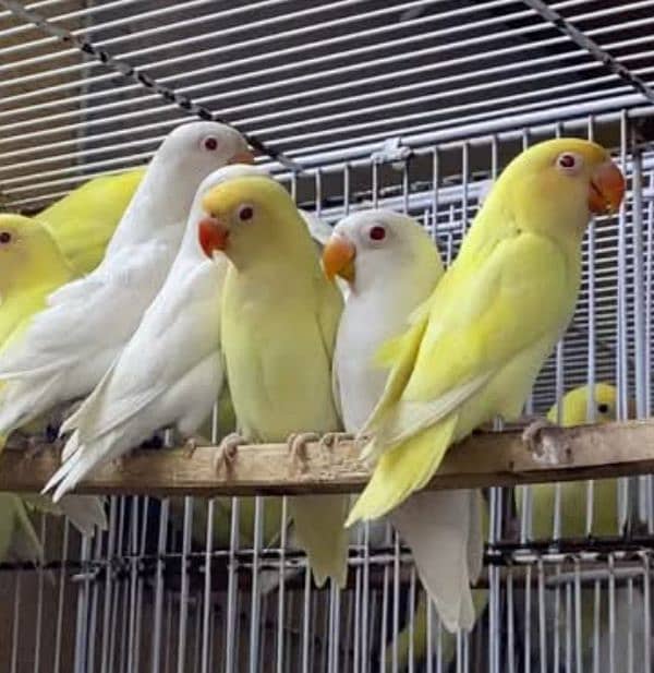 LOVE BIRD BREEDERS PAIR AND PATHAY FOR SALE 10