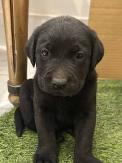 Labrador