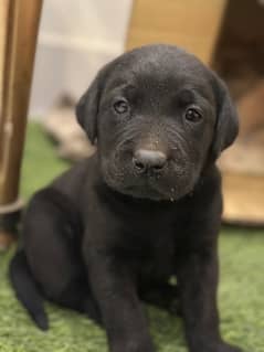 Labrador