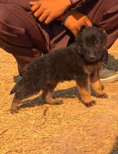 German Shepherd female long coat black mask for sale 03109801516