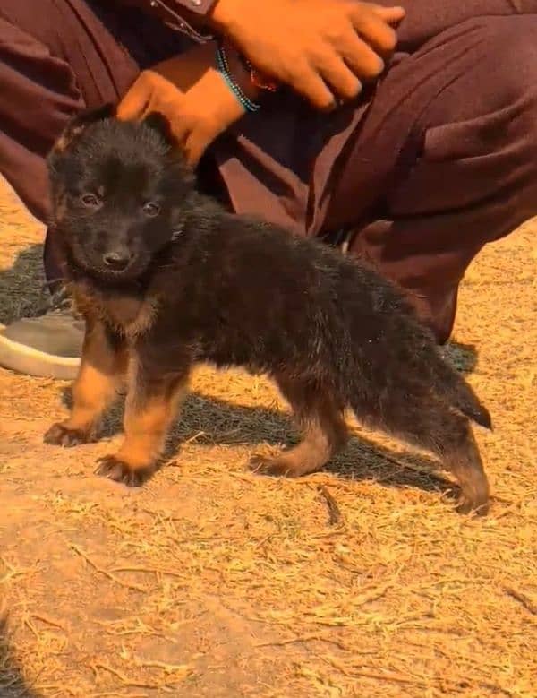 German Shepherd female long coat black mask for sale 03109801516 1