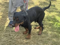 Original Rottweiler