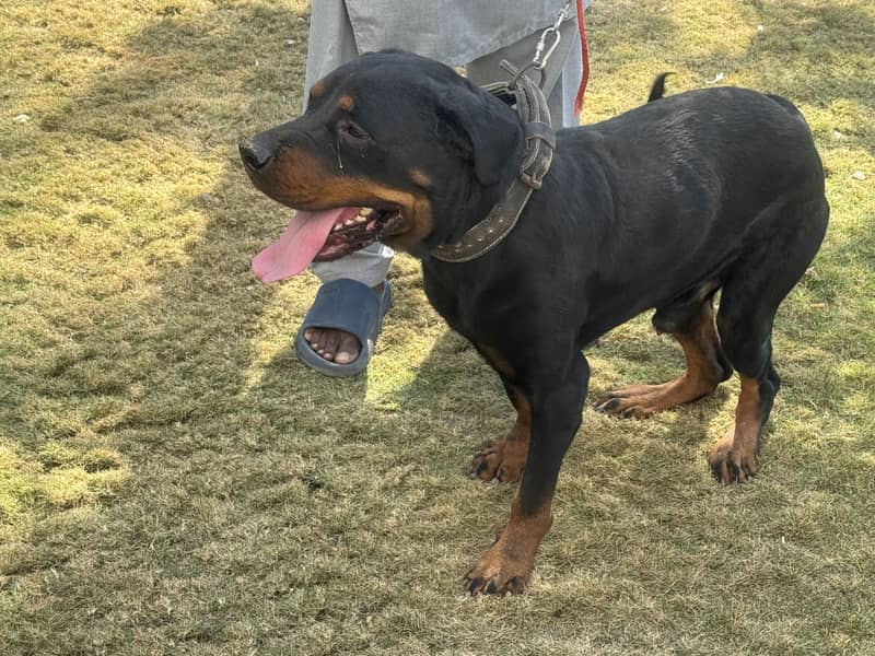 Original Rottweiler 1