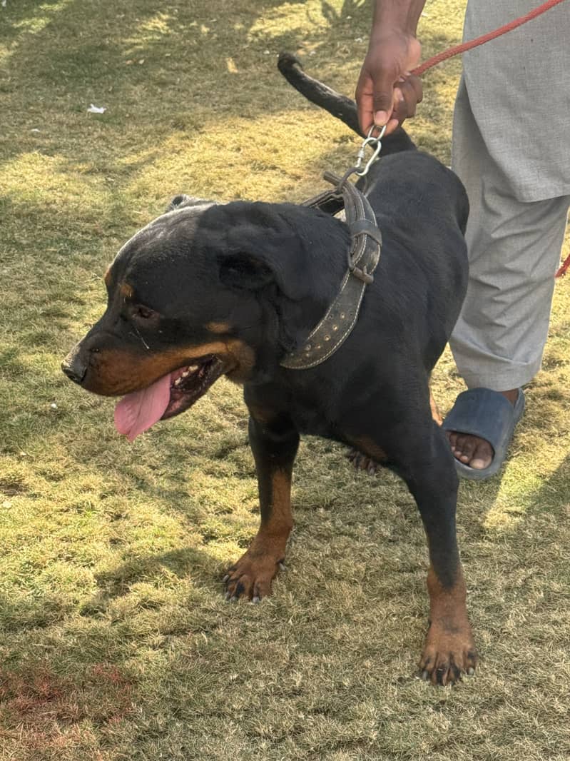 Original Rottweiler 2