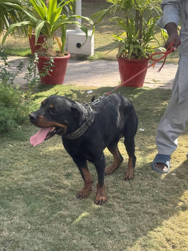 Original Rottweiler 3