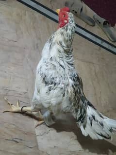 aseel male hen