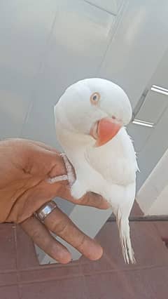 White Ringneck parrot and beautiful red eyes