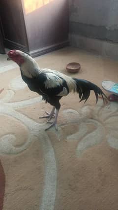 yellow java aseel pure with big tale for sale