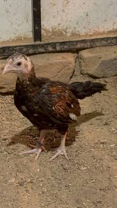 Amroha aseel chicks Available