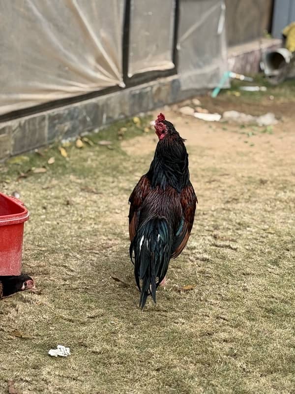 Amroha aseel chicks Available 4