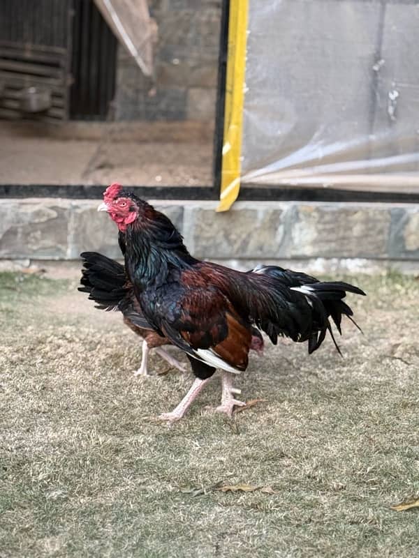 Amroha aseel chicks Available 5