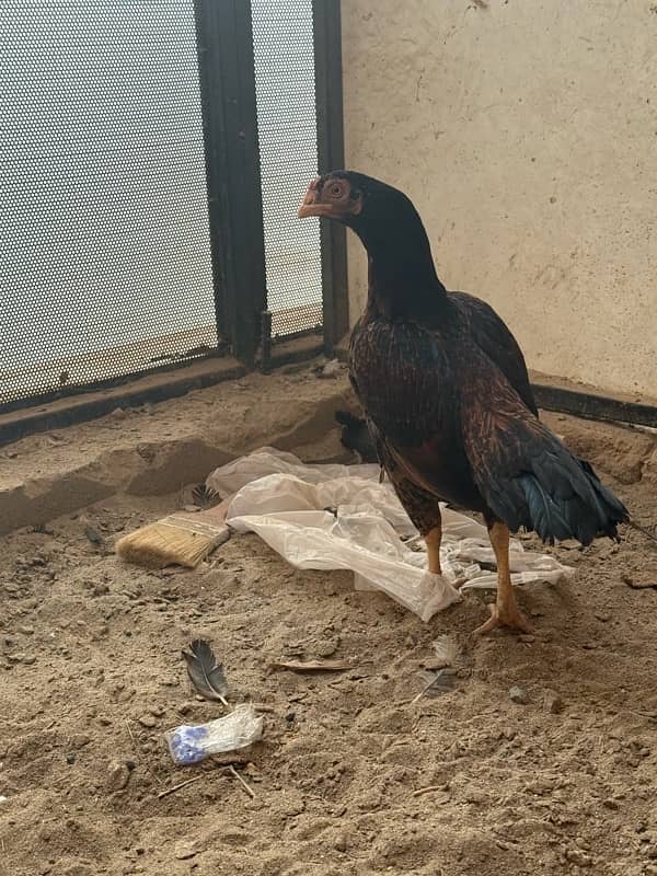 Amroha aseel chicks Available 6