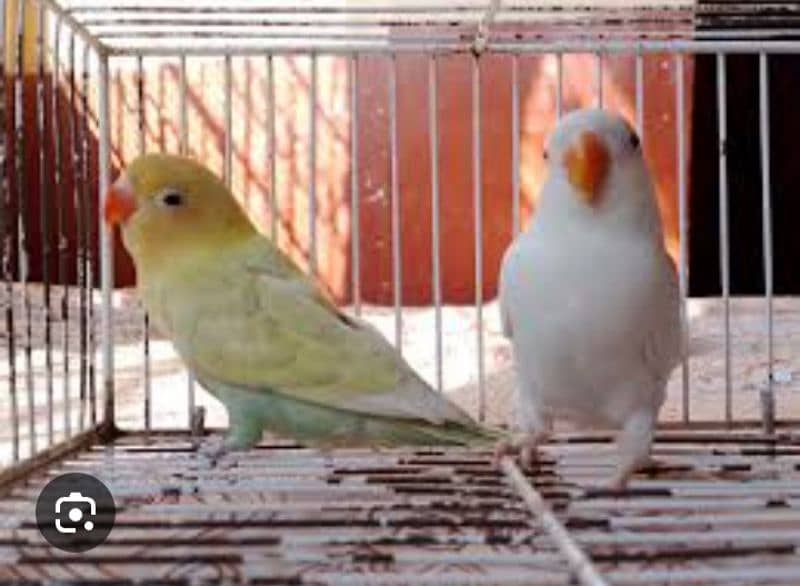 LOVE BIRD BREEDERS PAIR AND PATHAY FOR SALE 13