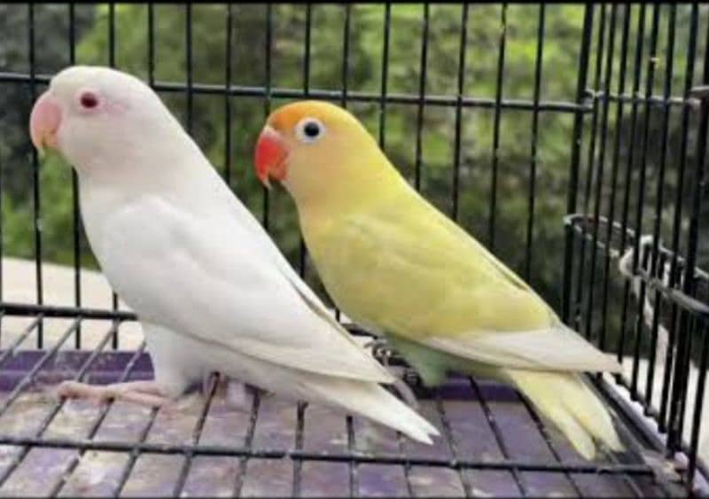 LOVE BIRD BREEDERS PAIR AND PATHAY FOR SALE 14