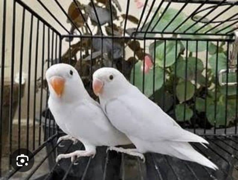 LOVE BIRD BREEDERS PAIR AND PATHAY FOR SALE 15