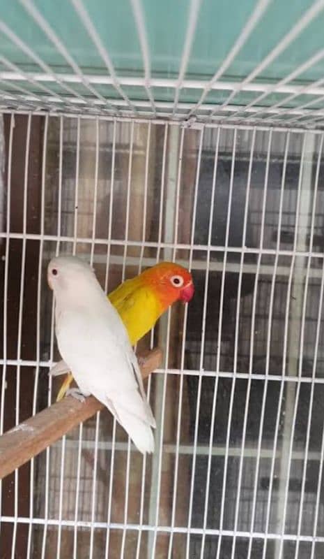 LOVE BIRD BREEDERS PAIR AND PATHAY FOR SALE 16