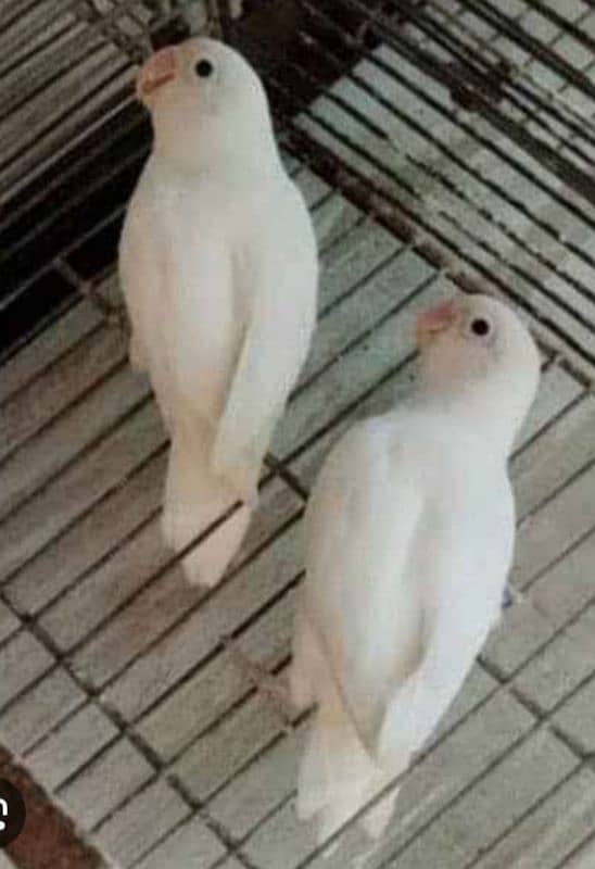 LOVE BIRD BREEDERS PAIR AND PATHAY FOR SALE 17