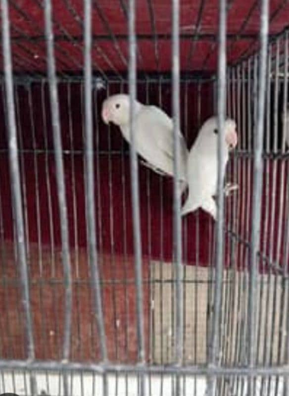 LOVE BIRD BREEDERS PAIR AND PATHAY FOR SALE 18