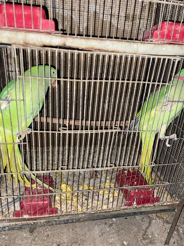 Raw Parrot Pair 1