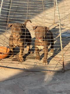 Extreme Quality Pitbull puppies For Sale