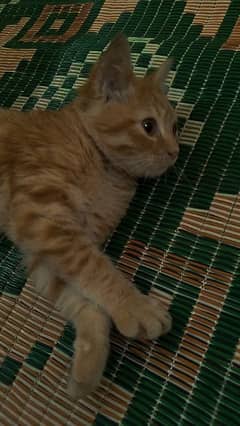 playful male cat available for sale