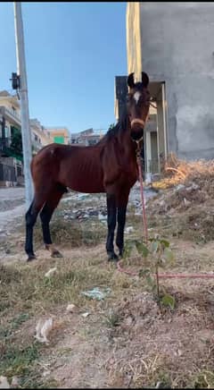 Horse chal Baz / Male Horse | Horse For Sale