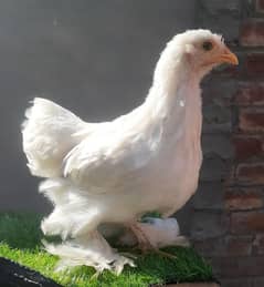 Bantam