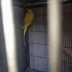 yellow ring nack female