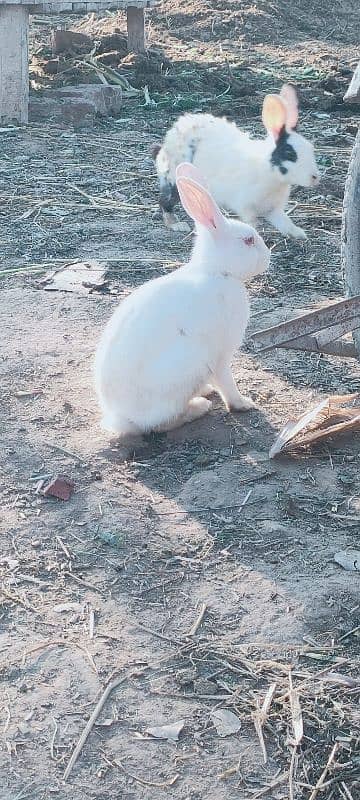 white rabits 1 year age 1