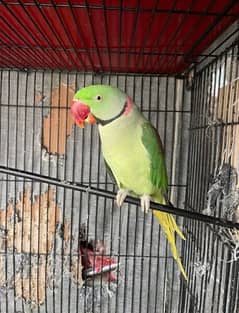 raw parrot for sale Only WhatsApp number03260536967