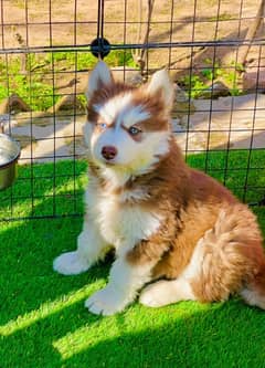 Husky puppies 03367222746