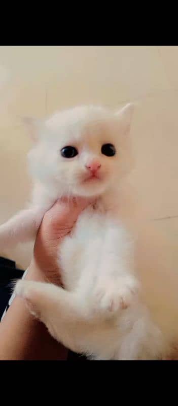 1 month Persian kitten 0