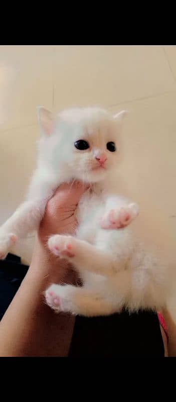 1 month Persian kitten 1