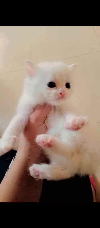 1 month Persian kitten 4