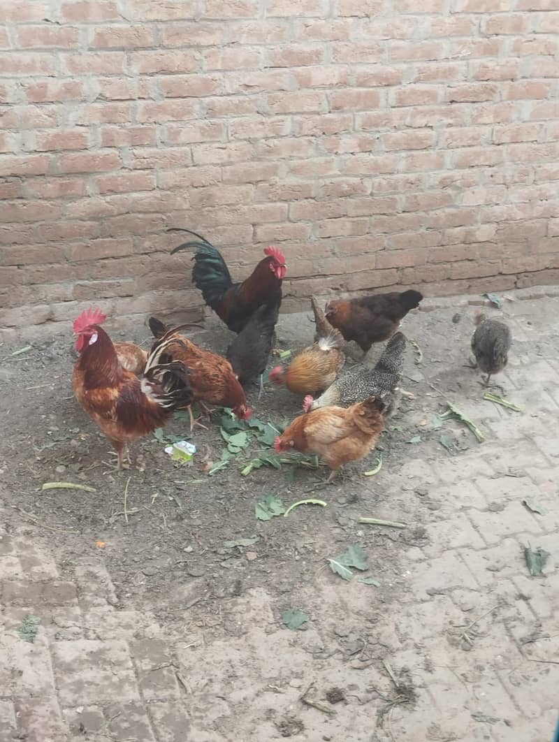 desi anday danay wali murgiya 1 murga aur 6 murgiyan for sale 2