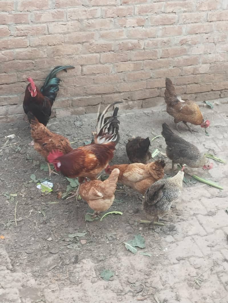 desi anday danay wali murgiya 1 murga aur 6 murgiyan for sale 3