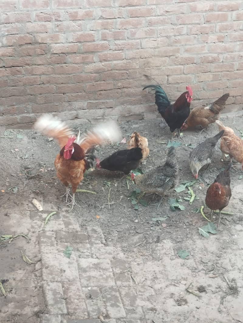 desi anday danay wali murgiya 1 murga aur 6 murgiyan for sale 4