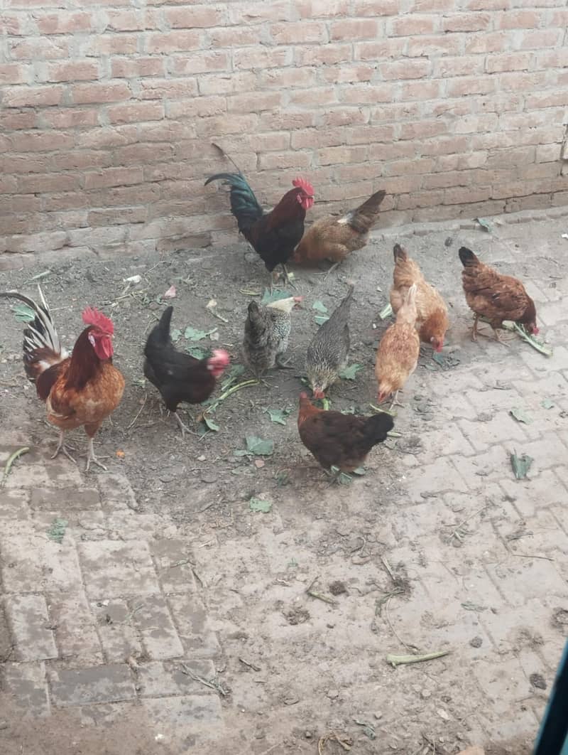 desi anday danay wali murgiya 1 murga aur 6 murgiyan for sale 6