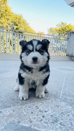 Husky puppy | Wooly coat | Siberian husky healthy & active