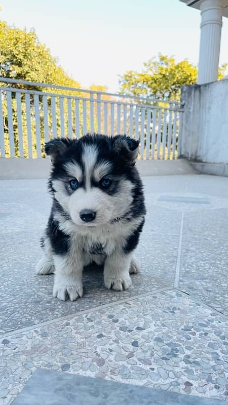 Husky puppy | Wooly coat | Siberian husky healthy & active 1