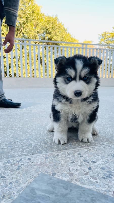 Husky puppy | Wooly coat | Siberian husky healthy & active 3