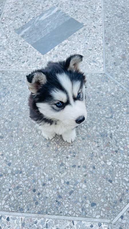 Husky puppy | Wooly coat | Siberian husky healthy & active 5