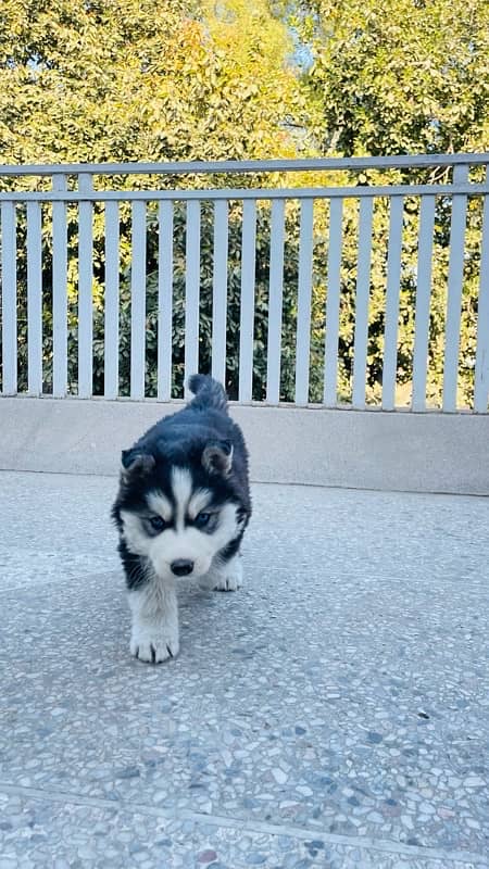 Husky puppy | Wooly coat | Siberian husky healthy & active 6