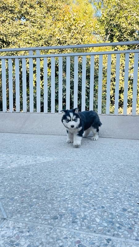 Husky puppy | Wooly coat | Siberian husky healthy & active 7